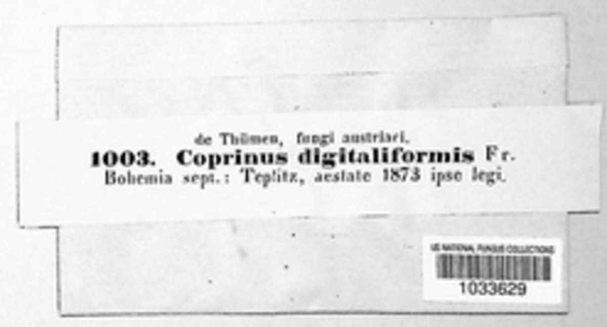Coprinellus disseminatus image